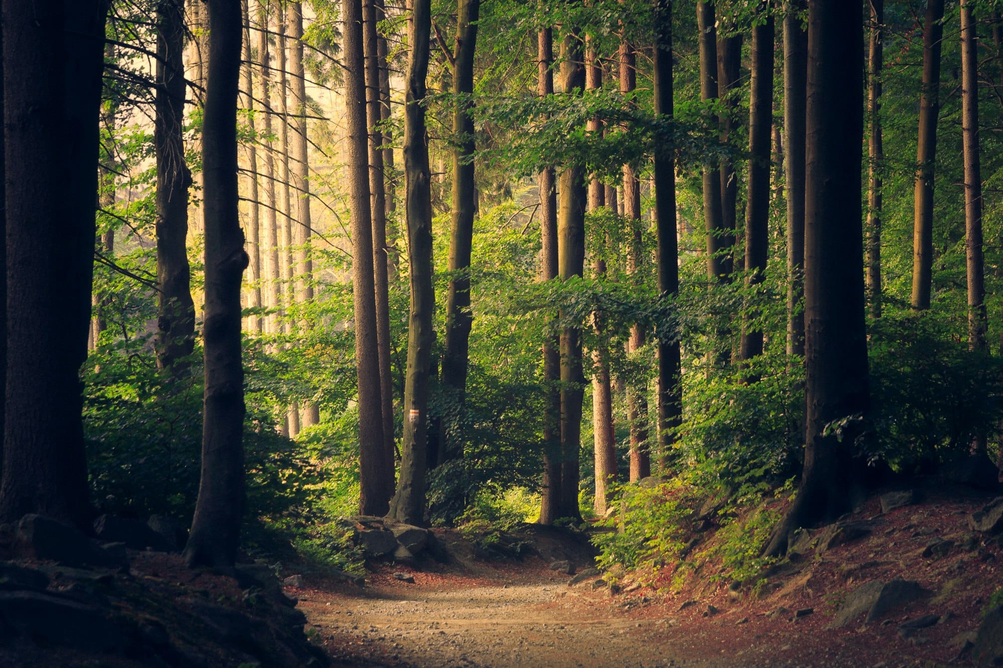 Carbon Credits and Environmental Markets